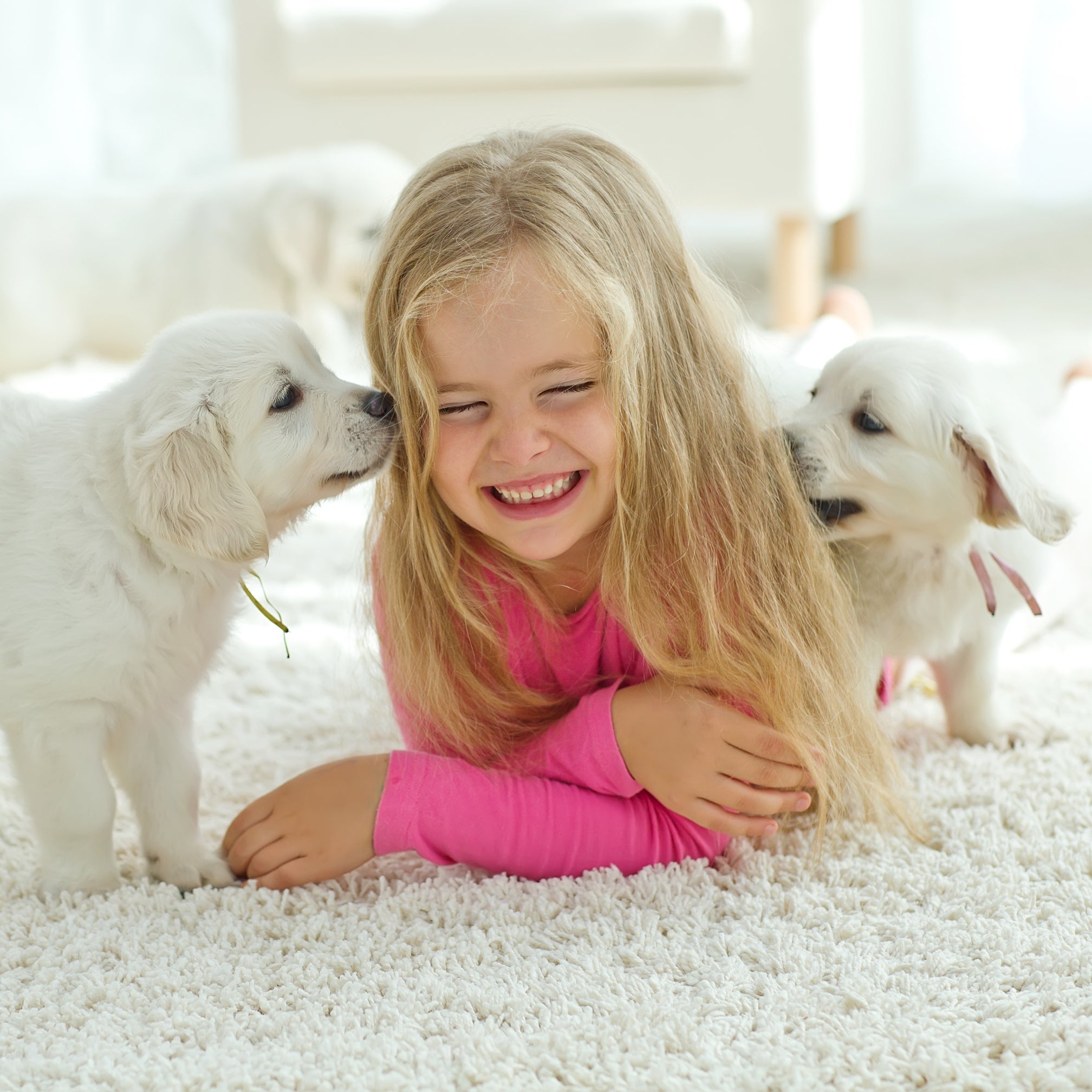 Keep Your Pet Areas Ready Before You Bring Home New Pet